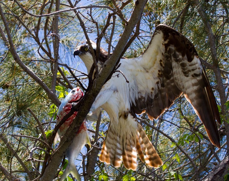 Osprey_0006 - Osprey