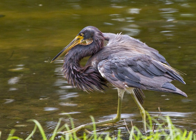 Tricolored Heron _0016 - Tri-Colored Heron