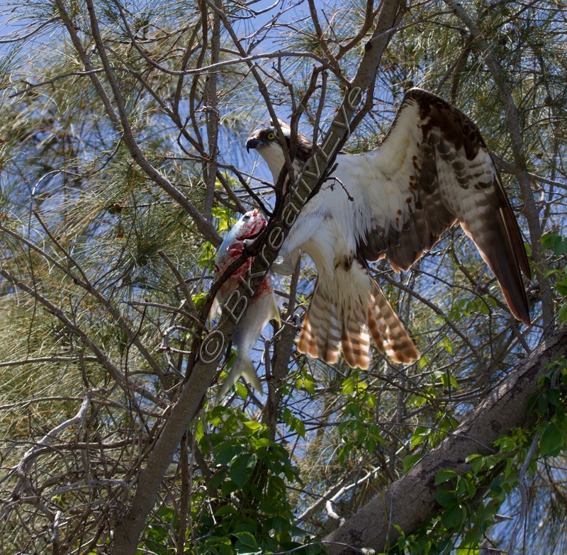 OSP Birds 211 - Osprey