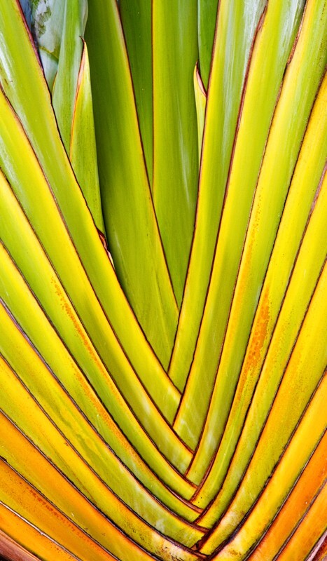 Trees  _0060 - Trees