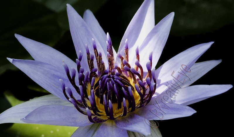 Flowers and Plants by Brian Kitzman