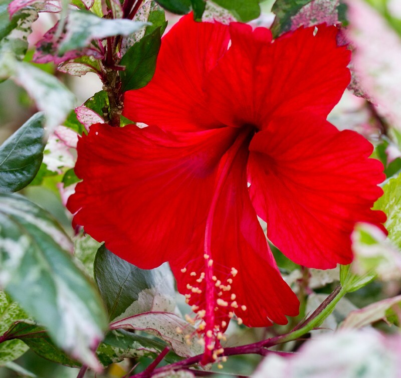 Floral_0102 - Floral - Plants