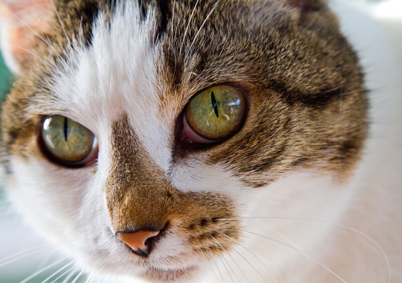 AnimalsCreatures _0089 - Animals, Creatures