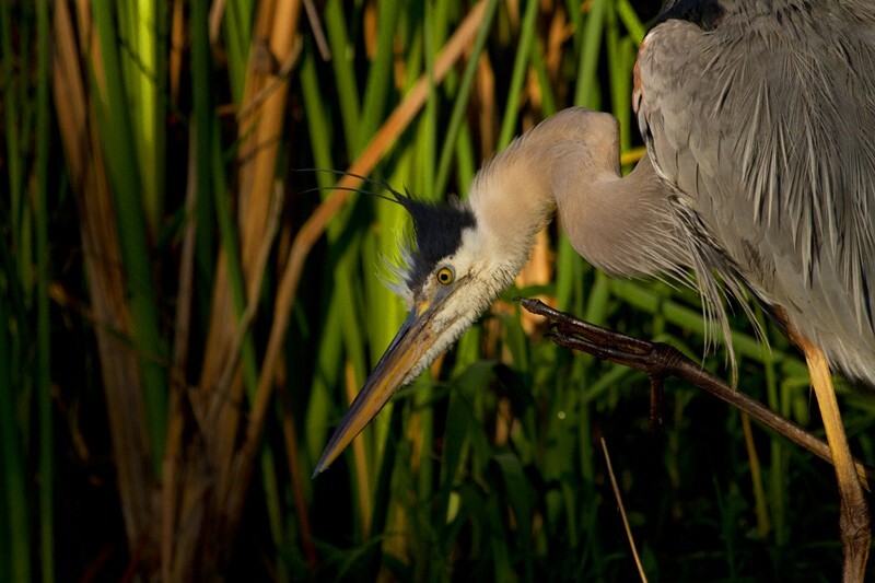 Great Blue Heron _0058 - Great Blue Heron