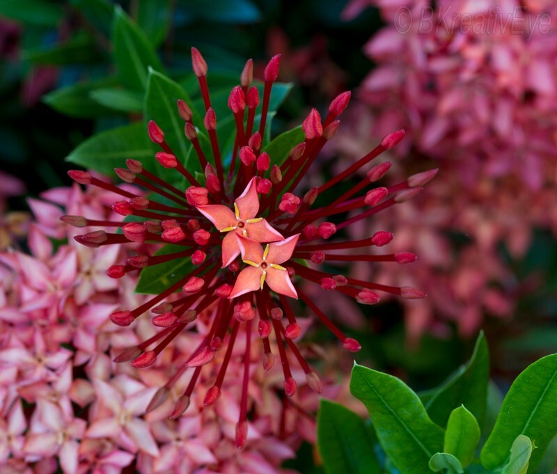 Floral 169 - Floral - Plants
