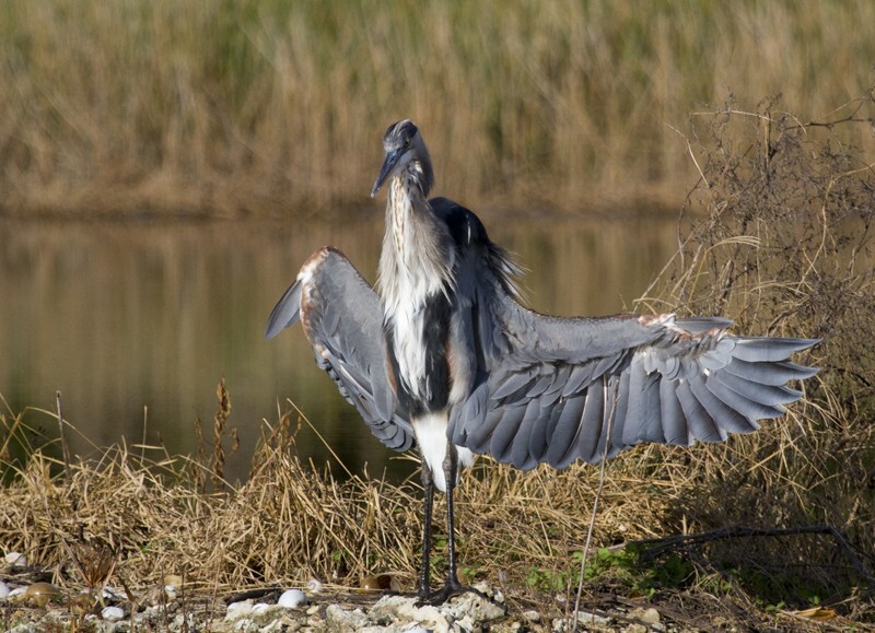 Great Blue Heron _0002 - Great Blue Heron