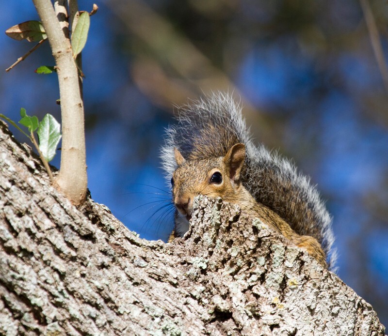 AnimalsCreatures _0021 - Animals, Creatures