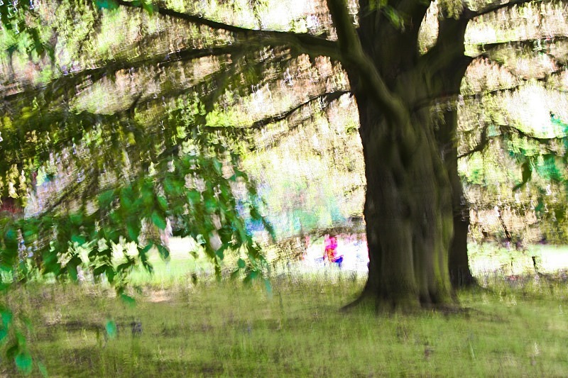 Cannizaro Park - London