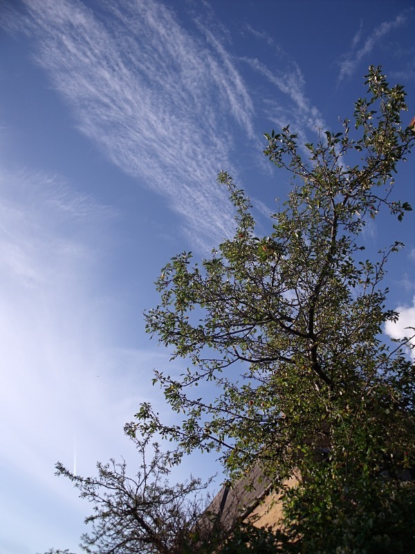  - Contrails
