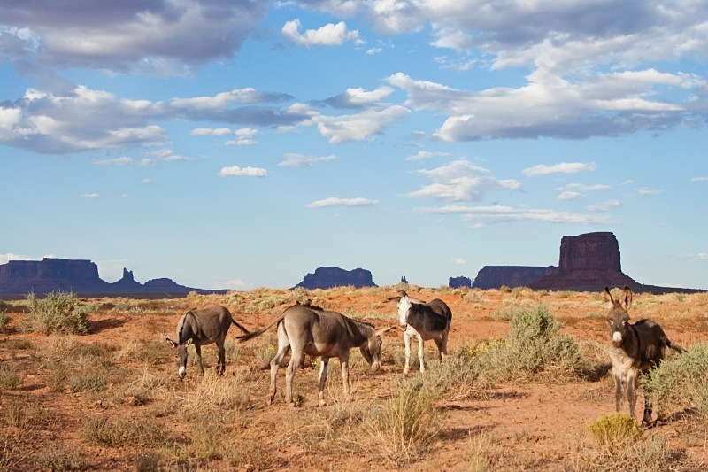 Monument Valley Mules - Way Out West