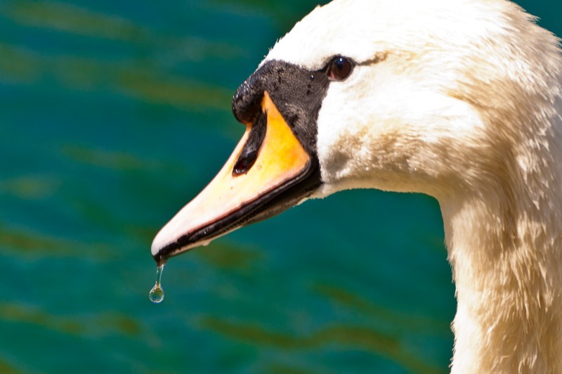 Thirsty swan - Switzerland