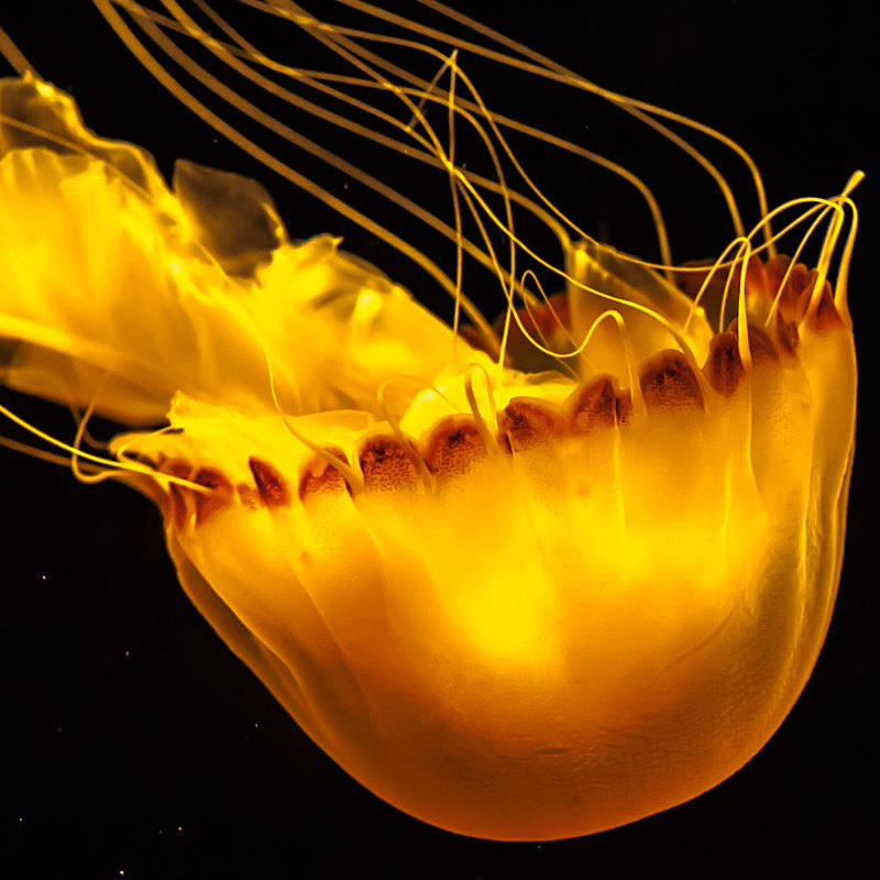 Monterey Aquarium - Monterey Aquarium