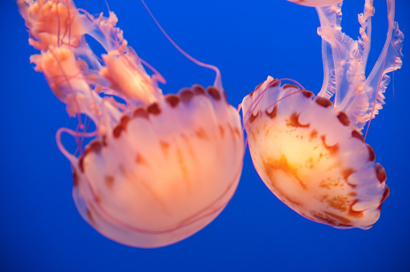 Kissing amebas - Monterey Aquarium