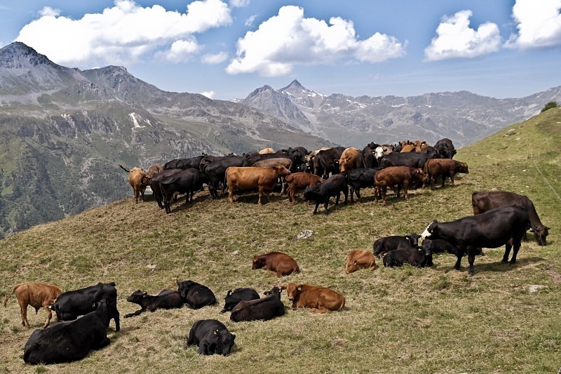 Pastures near Moiry - Switzerland
