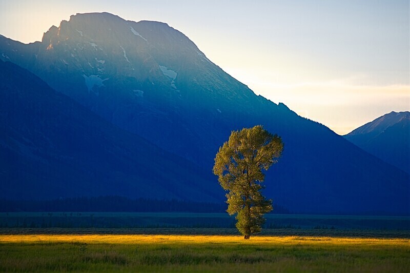 Lonely tree - National Parks
