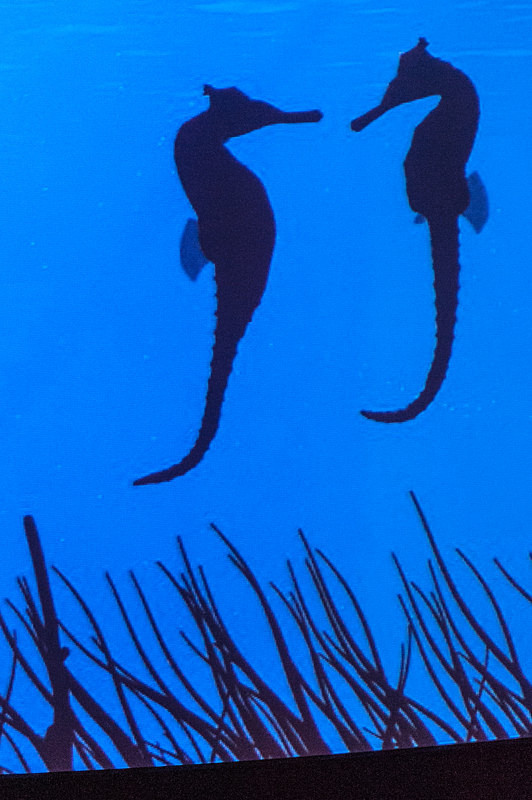 Dialogue - Monterey Aquarium