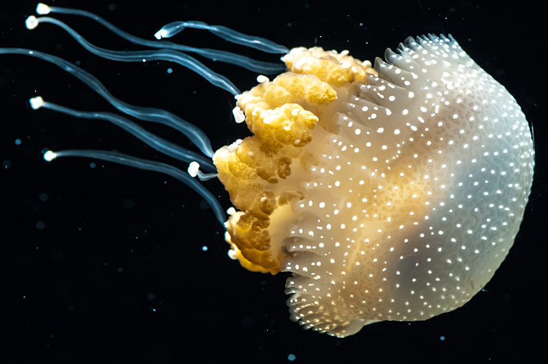 Mushy - Monterey Aquarium
