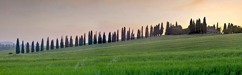 Lined up pines - Italy