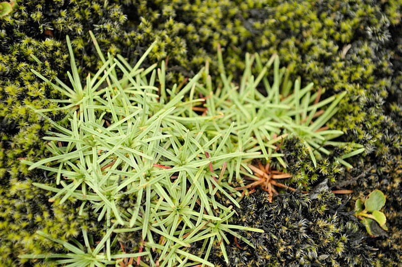 Grass on ashes - Iceland