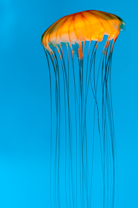 Ascent - Monterey Aquarium