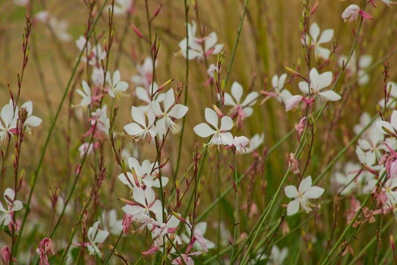  - Garden & Flower Portraits