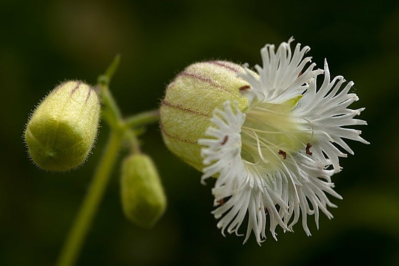 - Garden & Flower Portraits