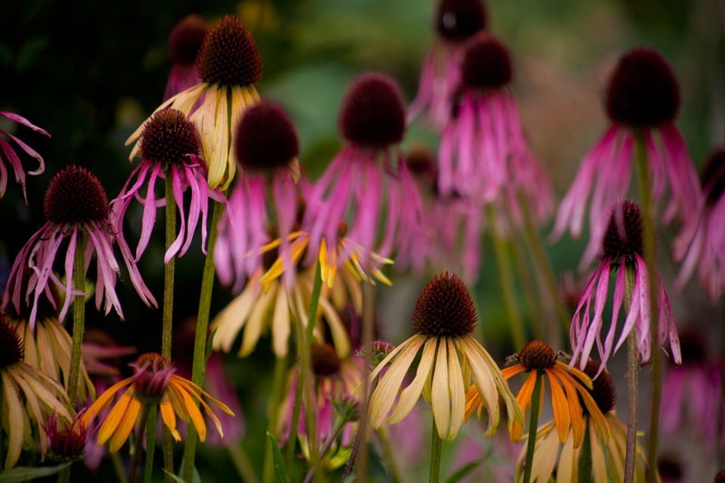  - Garden & Flower Portraits