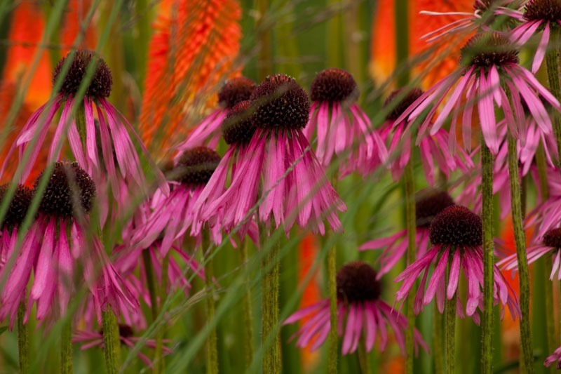  - Garden & Flower Portraits