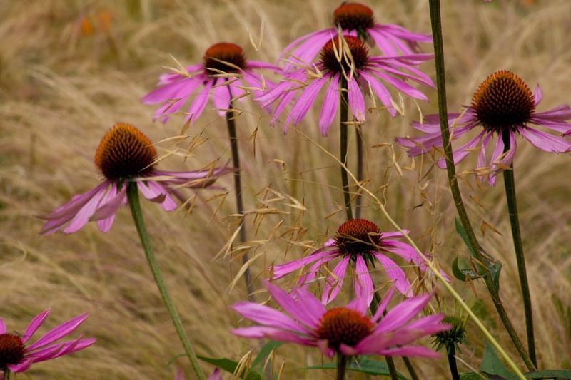  - Garden & Flower Portraits
