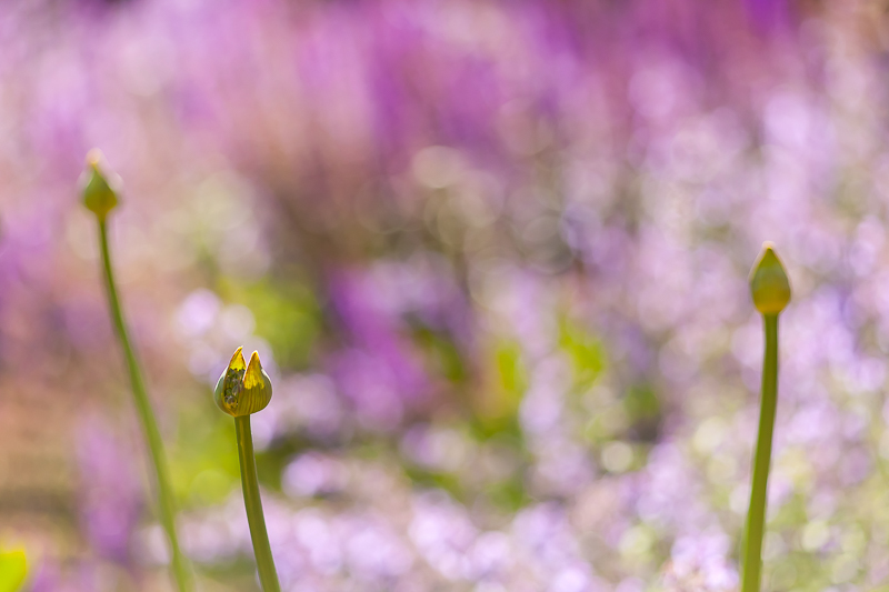  - Garden & Flower Portraits
