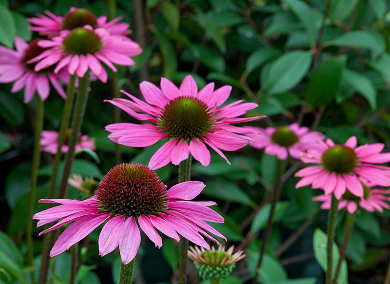  - Garden & Flower Portraits