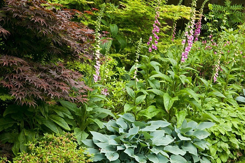 Garden photography by Ross Phillips of Forest Eyes Photography - Garden & Flower Portraits