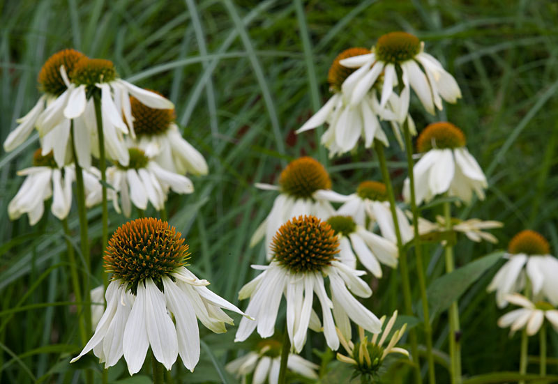  - Garden & Flower Portraits