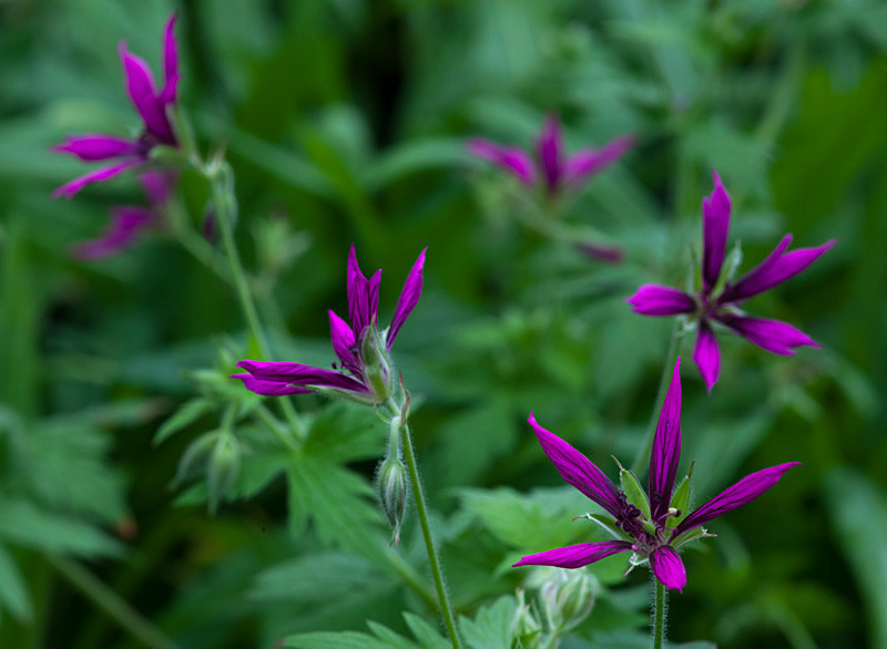  - Garden & Flower Portraits