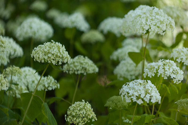  - Garden & Flower Portraits
