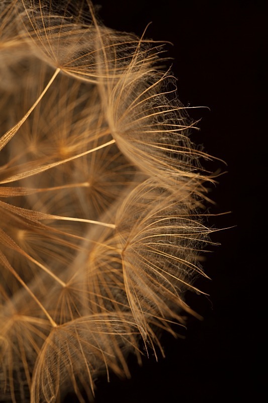Firework - Garden & Flower Portraits