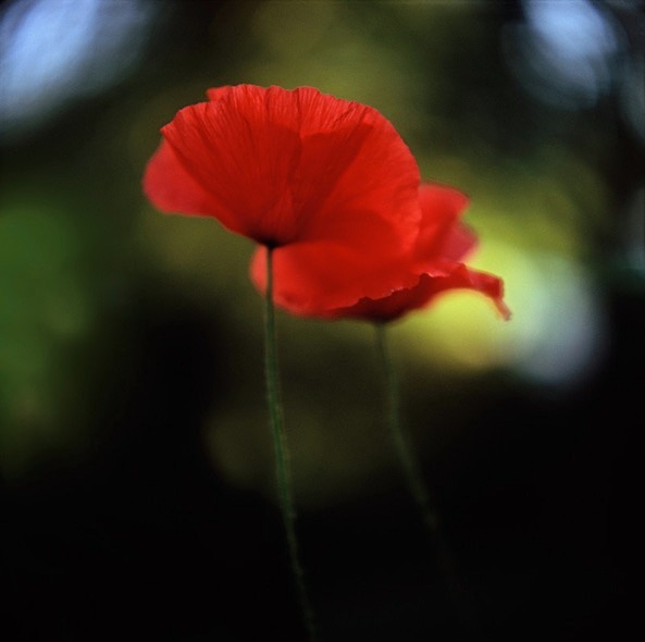 Poppy Rhoeas - Flowers II