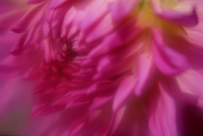 Pink Dahlia1 - Flowers II