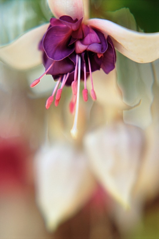 Fuschia - Flowers III