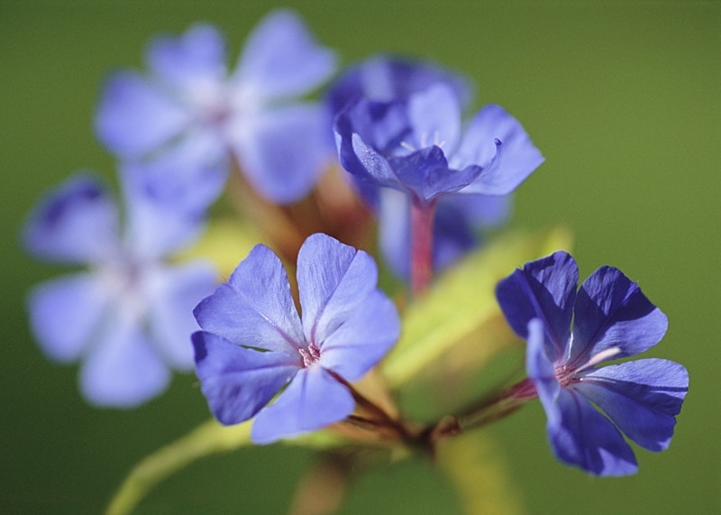 Ceratostigma Plumbaginoides - Flowers 1