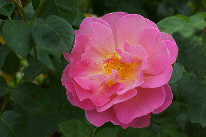 RosaRugosa - Flowers IV