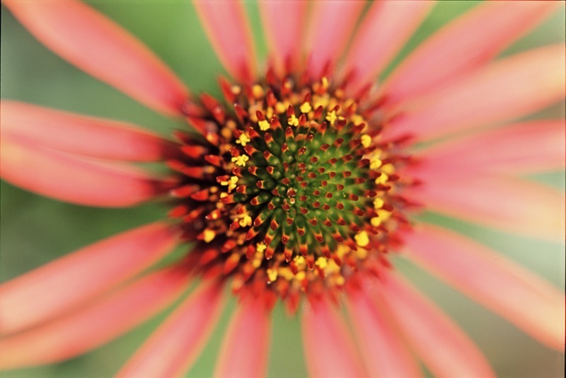Echinacea Arts Pride - Flowers 1