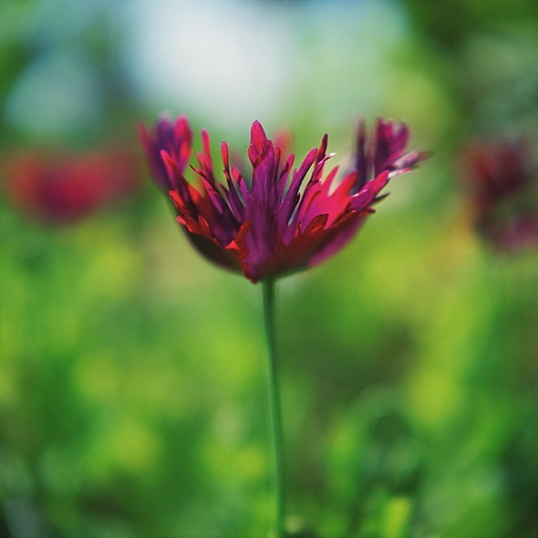 Frilled Poppy - Flowers III