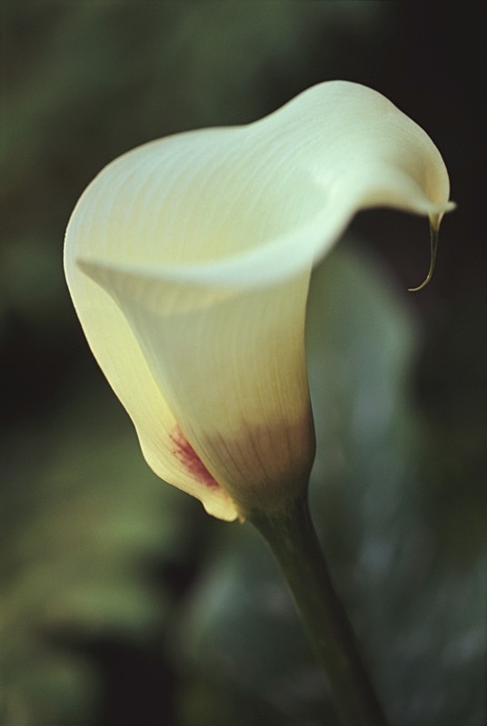 Zantedeschia 2 - Flowers II