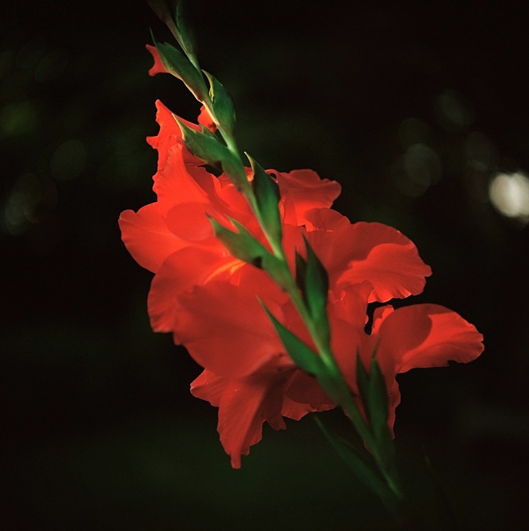 Red Gladiolus - Flowers III