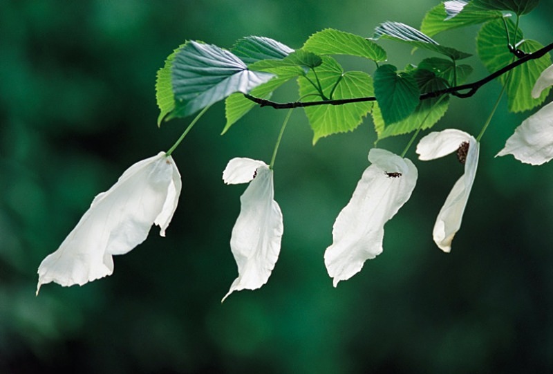 Davidia Involucrata2 - Flowers 1