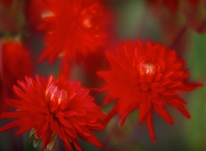 Red Dahlia - Flowers II
