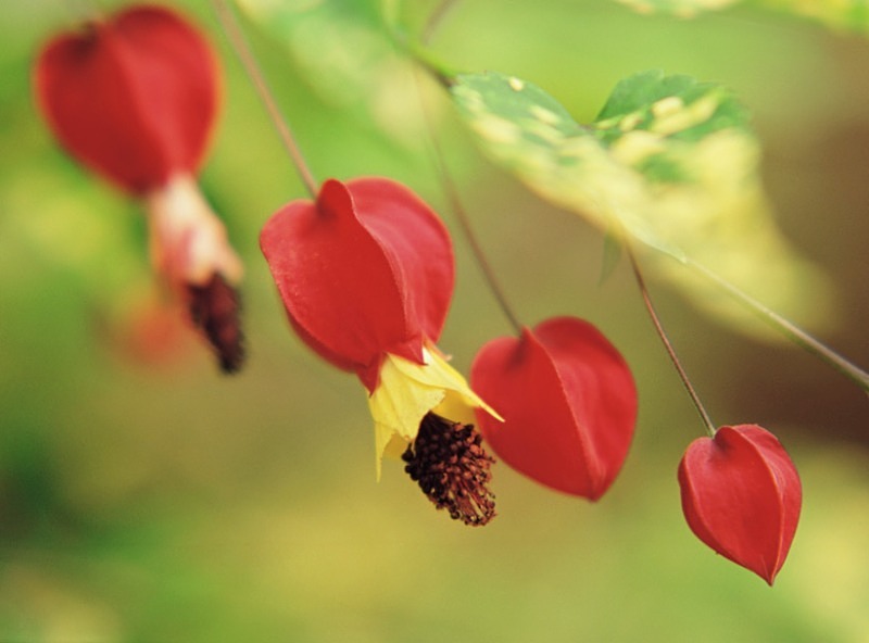 Abutilon Megapotanicum Variegata - Flowers 1