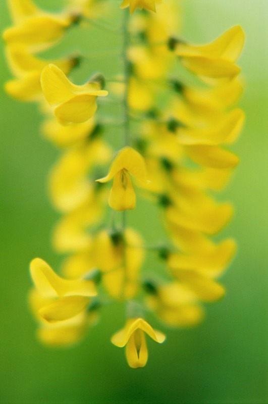 Laburnum - Flowers III