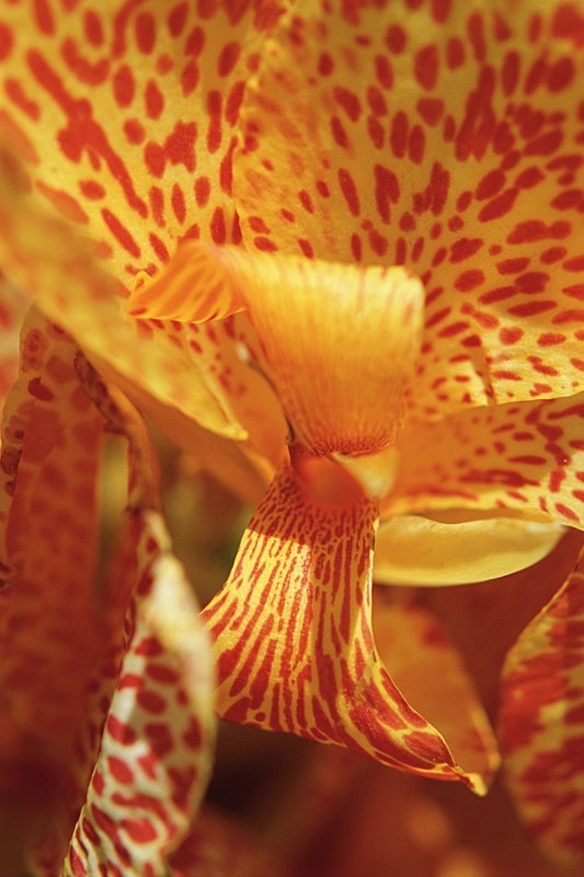 Canna Lily Picasso - Flowers 1